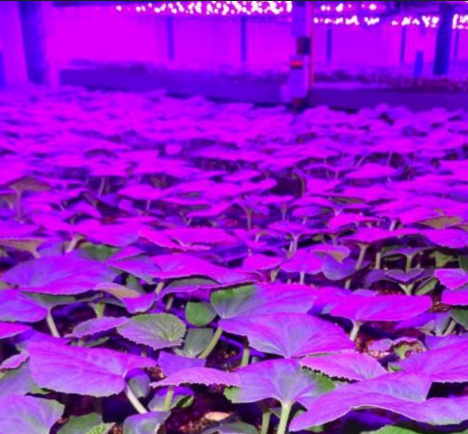 इनडोर बिरुवाहरूको विकास वातावरणलाई अनुकूलन गर्न बिरुवाको वृद्धि बत्तीहरू कसरी प्रयोग गर्ने